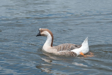 Oie nageant sur le lac .