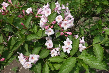 Closed buds and opened pink flowers of Weigela florida in mid May