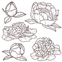 Vector set of peonies, illustration of peony flowers in outline style