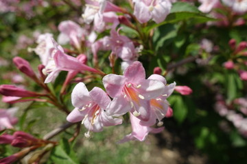 Closeup of pink flowers of Weigela florida in mid May