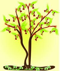 Obraz premium Acer palmatum bloom