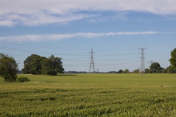 Farm scene showing corn field with electric pylons in the distance