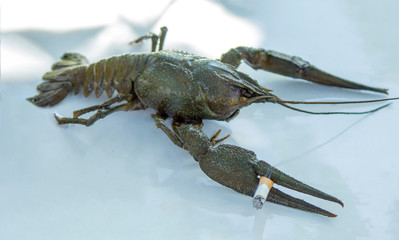 animal cancer with a cigarette, the concept of lung cancer disease