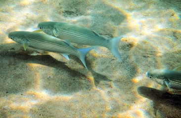 Fototapeta na wymiar School of gray mullet - Mugil cephllus. This commercial fish inhabits shallow waters of the Black, Red and Mediterranean seas, Middle East