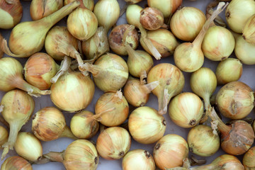 Onion bulbs fresh harvested close - up view