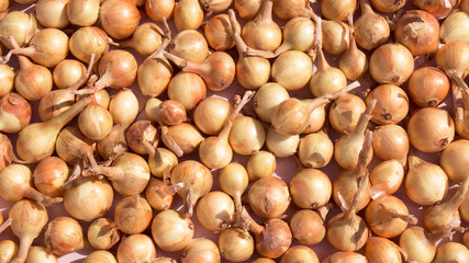 Onion bulbs fresh harvested close - up view