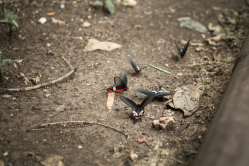 Butterflies in Mae Khamin Waterfall Park, Kanchanaburi, Thailand