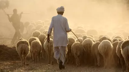 Foto op Plexiglas Shepard with a herd of sheep in the Thar Desert in Jaisalmer, India © Dietmar Temps