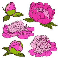 Peonies isolated on white background, vector set of peony flowers, embroidery design