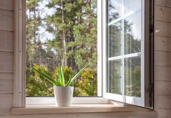 White window in a rustic wooden house overlooking the garden, pine forest. Aloe Vera in white pot on windowsill
