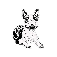 Fototapeta na wymiar Boston Terrier Svg, Cute Svg Files For Cricut, Dog Dxf Cut File, Animal Vector, Eps, Png, Ipg, Puppy, Breed, Pet Canine Love Head