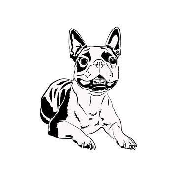 Boston Terrier Svg, Cute Svg Files For Cricut, Dog Dxf Cut File, Animal Vector, Eps, Png, Ipg, Puppy, Breed, Pet Canine Love Head