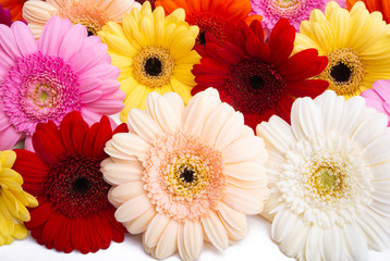 multicolored gerbera isolated