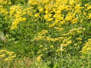 Obraz premium Solidage verge d'or (Solidago virgaurea) à inflorescences spiciformes de zone montagneuse à petites capitules de fleurs ligulées jaunes