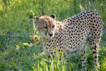 Spotty cheetah is in the grass.