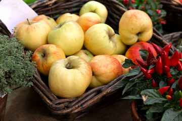 Naklejka na ściany i meble Ripe apples are in a wicker basket.