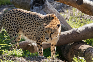 Cheetah is walking under the sun.