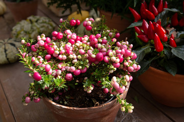 A plant with small pink berries.