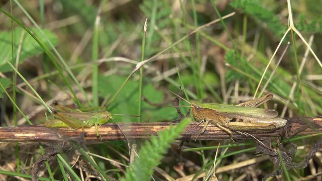 Loving communication of two Grasshoppers. Male and Female Grasshoppers communicate