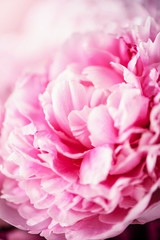 Fototapeta premium Wedding, birthday, anniversary bouquet. Pink peony flower on pastel background. Copy space. Trendy pastel floral composition. Woman day, Mother's day. Macro of peonies flowers