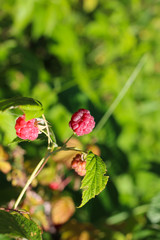 A branch of forest raspberries with ripe red berries on a green background..