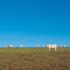 white cows in sunny green meadow under blue sky in france