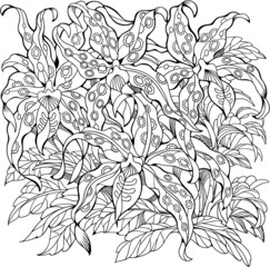 Exotic orchids. Coloring pages with flowers