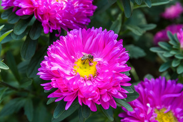Bee collecting pollen from an Aster flower.