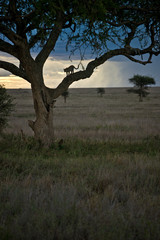 Fototapeta premium Tree Leopards in Serengeti, Tanzania