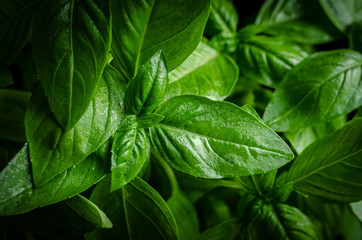 Fresh green basil leaves.