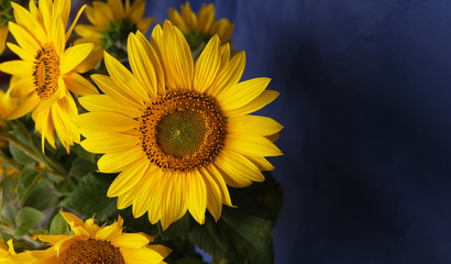 a bouquet of sunflowers on a blue background