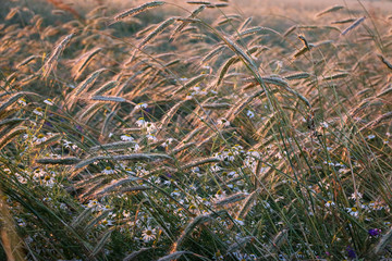 golden ripe wheat on  bright sunny summer day. cereal field of ripe wheat in bright sunlight, against  blue sky. ripe ears of wheat, with golden grains and long tendrils.