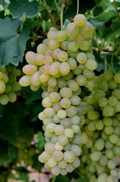 Bunches of white grapes on the vine after treatment with Bordeaux mixture, Zavet, Bulgaria   