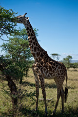 Naklejka na ściany i meble Single Giraffe in the serengeti, Tanzania