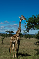 Solitary Giraffe in the serengeti, Tanzania