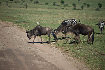 Fototapeta premium Wildebeest Crossing in Serengeti, Tanzania