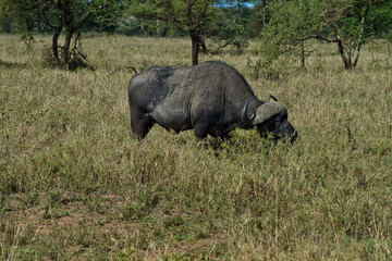 Fototapeta premium Cape Buffalo grazing in the savanah, Tanzania