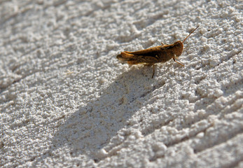 Brown grasshopper on the wall