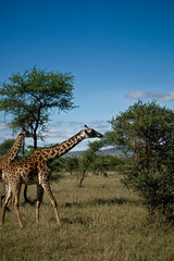 Giraffes tree grazing in the serengeti, Tanzania