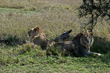 Lions in the Serengeti, Tanzania