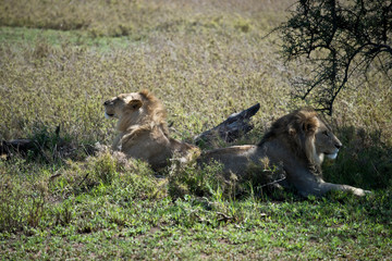 Male Lion Siblings in Serengeti, Tanzania