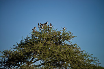 Northern white-crowned shrike in Serengeti, Tanzania
