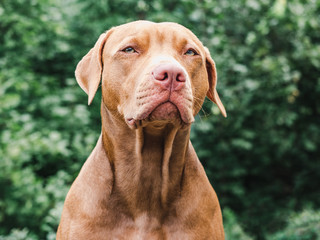 Lovable, pretty puppy of chocolate color. Close-up, outdoor. Day light. Concept of care, education, obedience training, raising pets