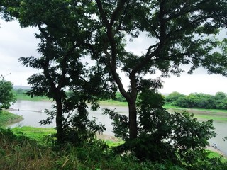 trees alongside river, trees alongside water