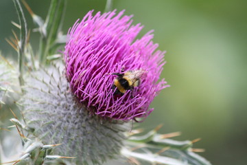 Insect on a thistle