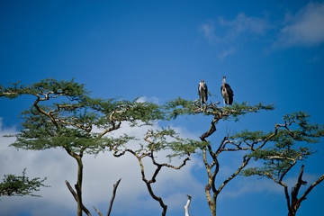 Vultures perched on a tree, Tanzania