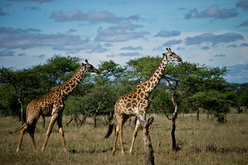 Giraffes walking in the serengeti, Tanzania