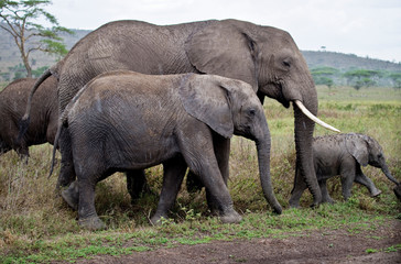 Naklejka na ściany i meble Elephant Heard on the move in Tanzania