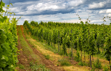 Vineyard in Tokaj, Hungary.Tokaj Wine Region Historic Cultural Landscape is UNESCO World Heritage Site.