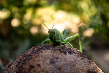 Bright green grasshopper in the yard